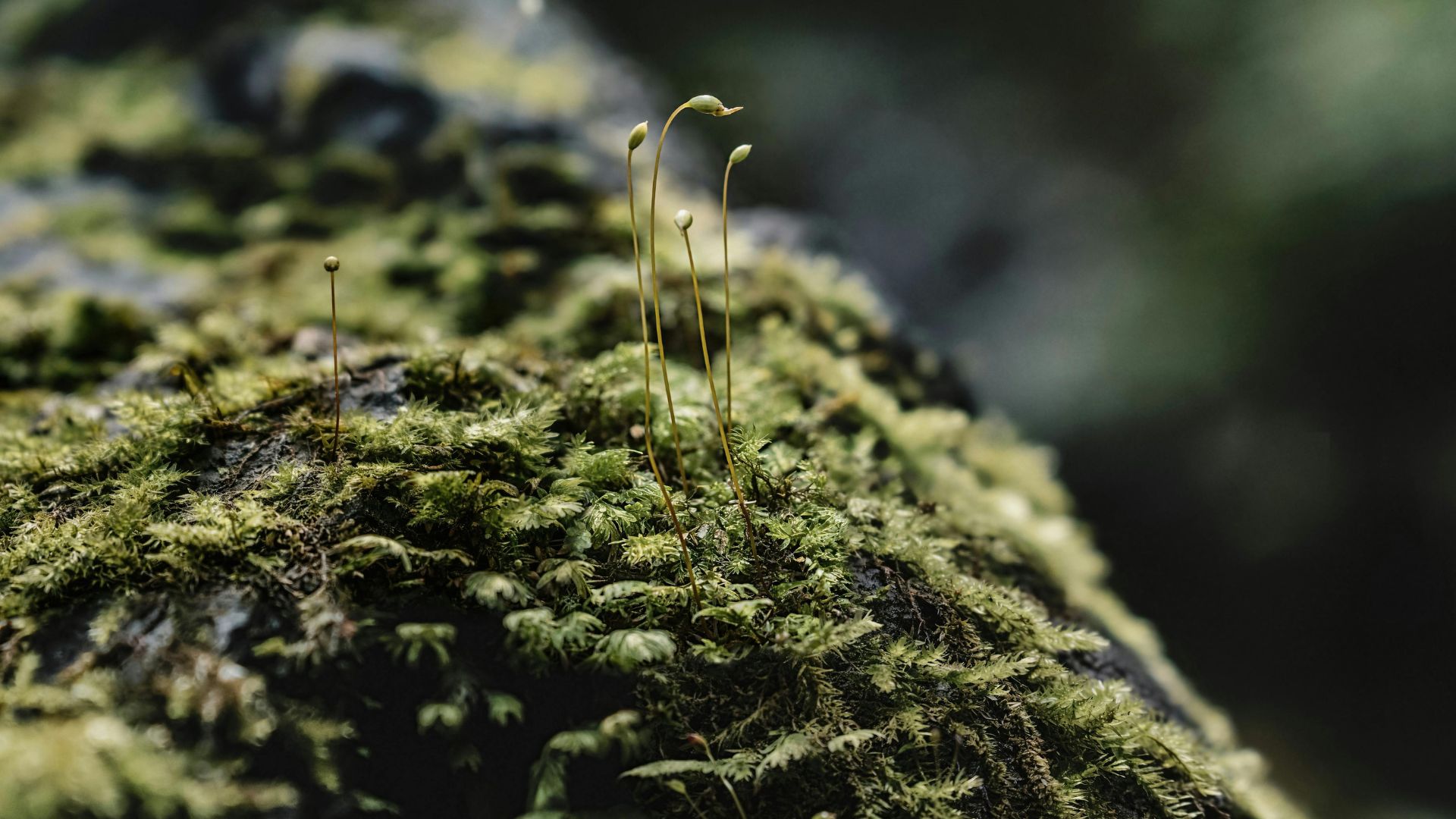 Moos im Wald als ruhiger Hintergrund