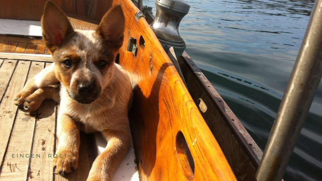 Cattle Dog
